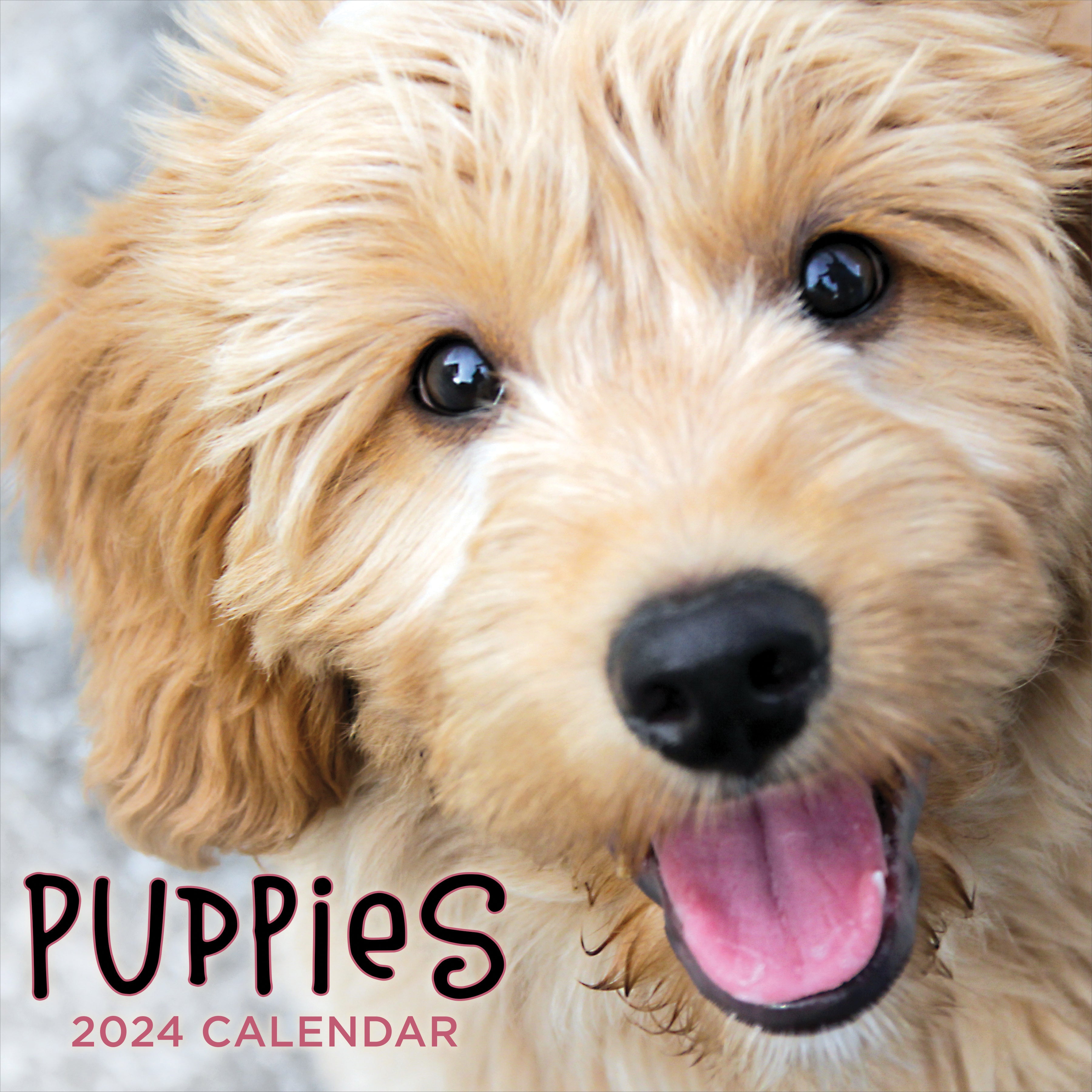 2024 Puppies Wall Calendar | TF Publishing | Calendars + Planners -  Journals + Stationery