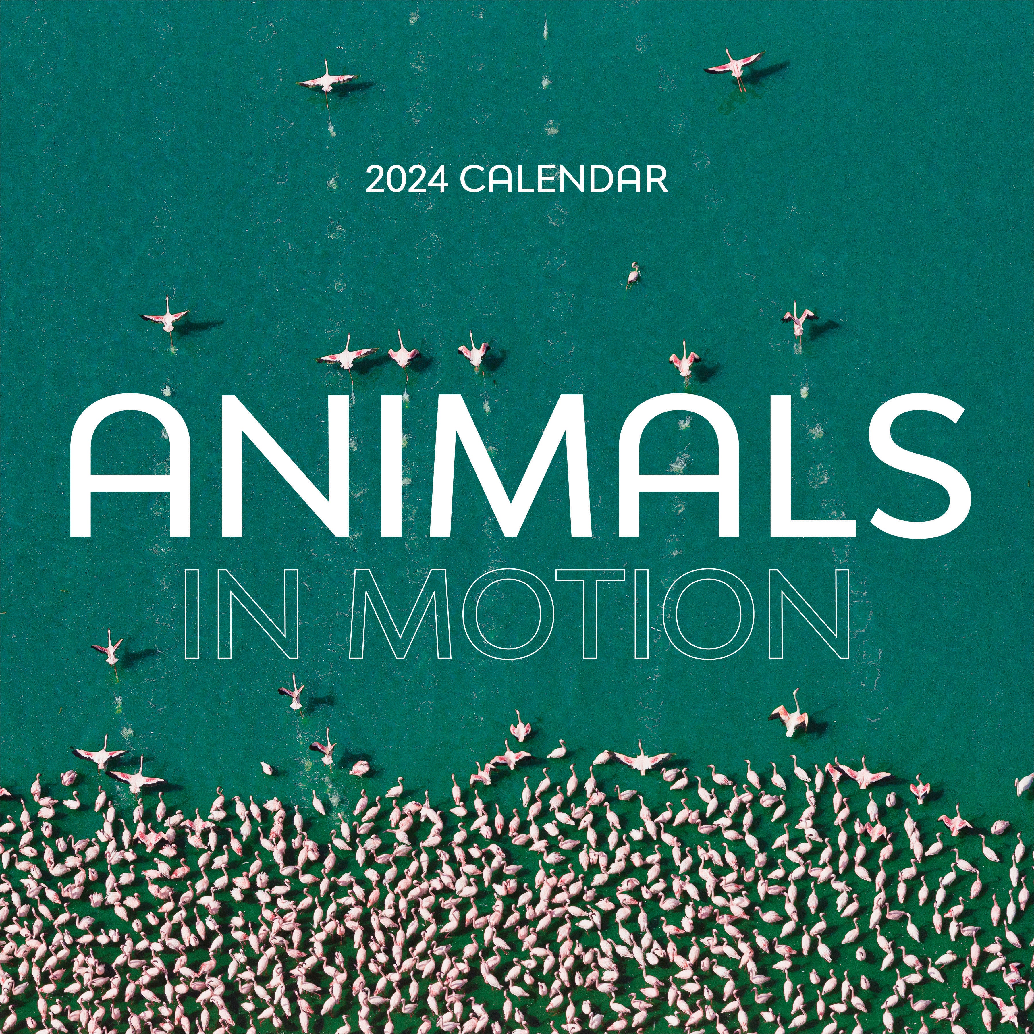 2024 Animals in Motion Wall Calendar