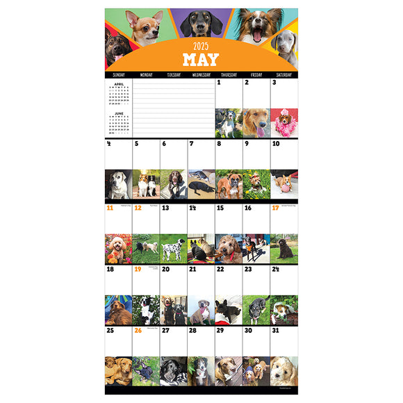 **FINAL SALE** 2025 DogADay Wall Calendar TF Publishing Calendars + Planners Journals