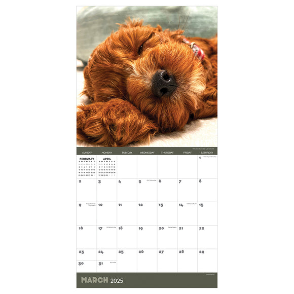 **FINAL SALE** 2025 Dog Dreams Wall Calendar TF Publishing Calendars + Planners Journals