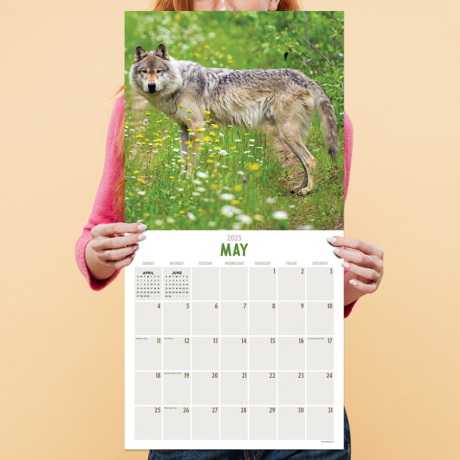 2025 Wolves Wall Calendar TF Publishing Calendars + Planners