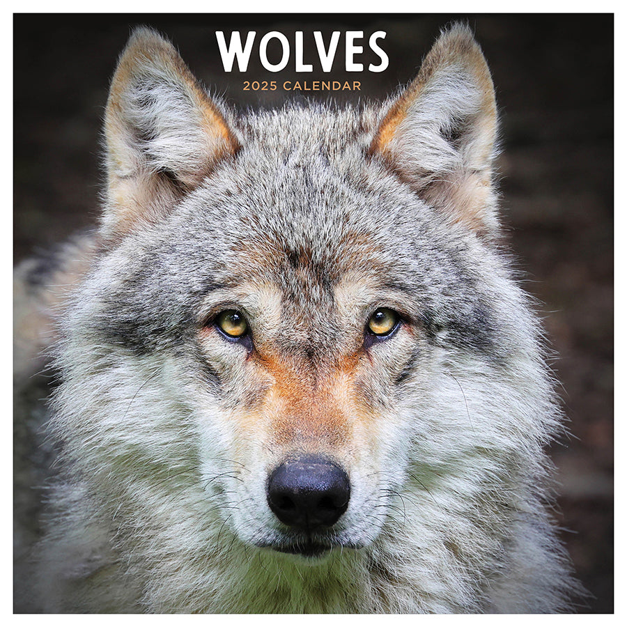 **FINAL SALE** 2025 Wolves Wall Calendar