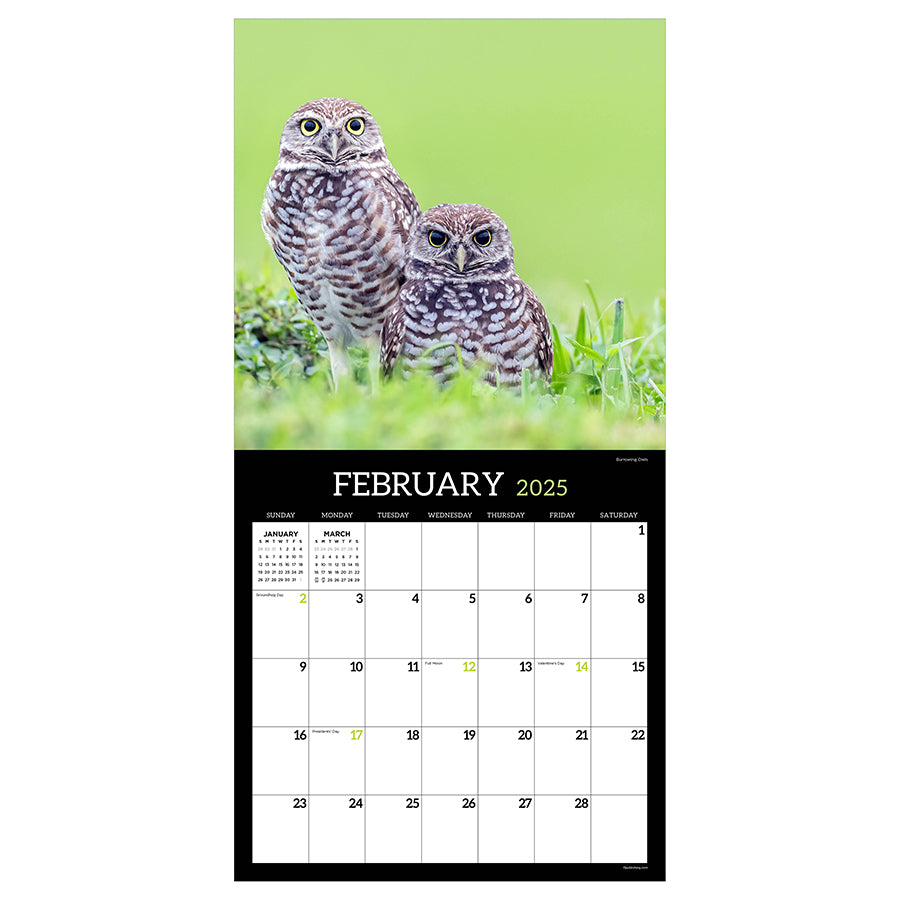**FINAL SALE** 2025 Owls Wall Calendar - 0