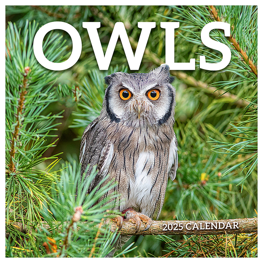 **FINAL SALE** 2025 Owls Wall Calendar