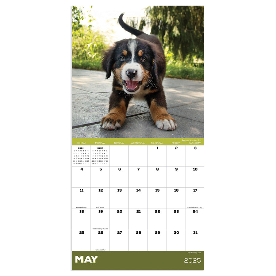 **FINAL SALE** 2025 Puppies Mini Calendar - 0