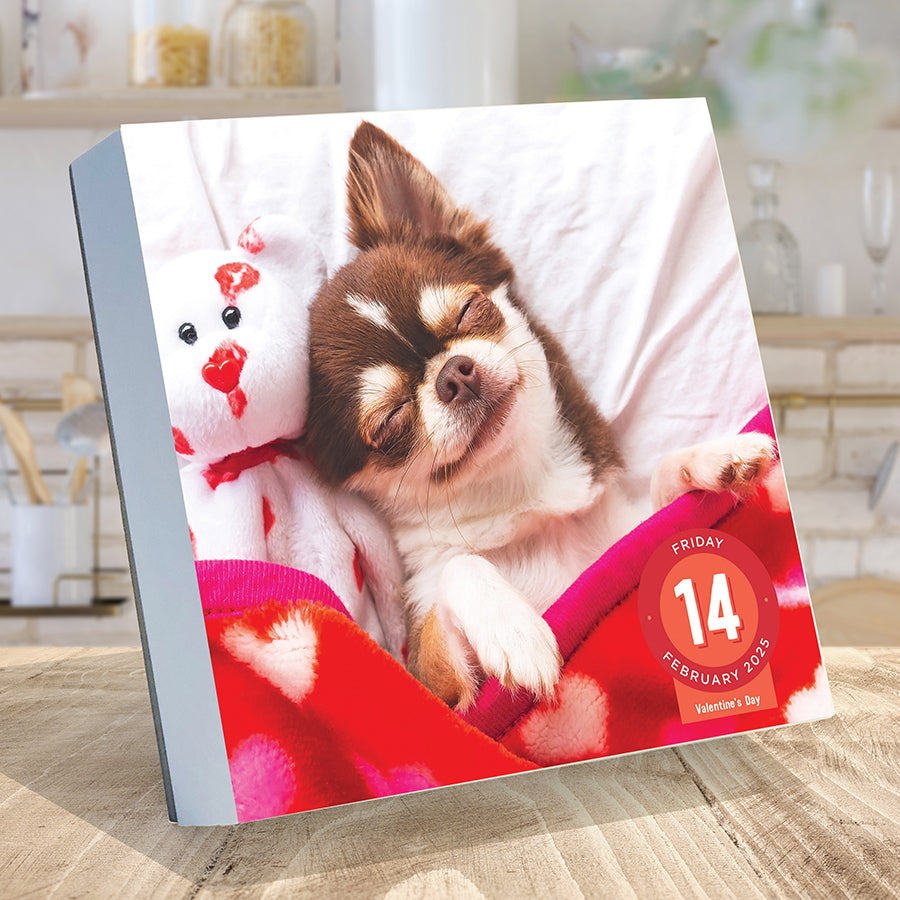 **FINAL SALE** 2025 Dog A Day Daily Desktop Calendar