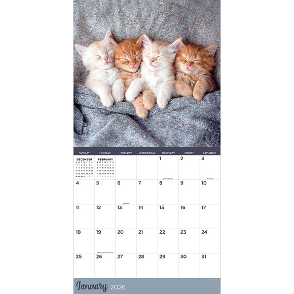 2026 Cat Dreams Wall Calendar