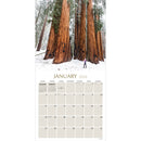 2026 Trees Wall Calendar-3