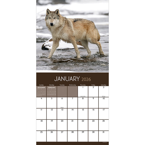 2026 Wolves Wall Calendar