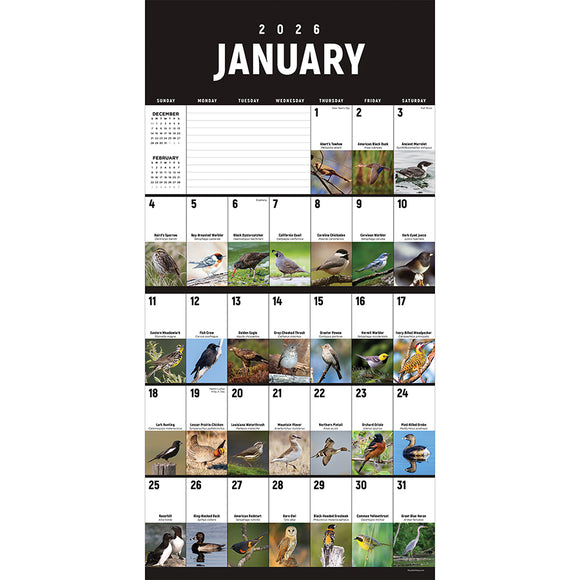 2026 Birds: Backyard and Beyond Wall Calendar