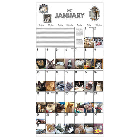 2027 Cat-A-Day Wall Calendar - 0