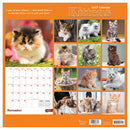 2027 Kittens Wall Calendar-6
