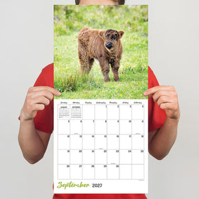 2027 Highland Cows Wall Calendar - 0