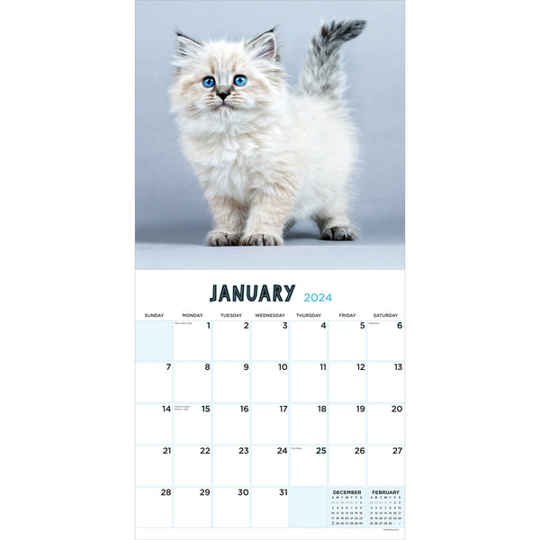 2024 Calendar Lazy Kitty Calendar 2024, Lazy Kitty Wall Calendar, Fun Kitty  Gift January 2024 From December 11x8.5 Inch