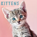 2024 Kittens Wall Calendar