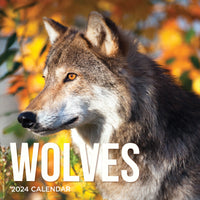 2024 Wolves Wall Calendar