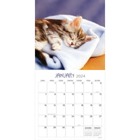 2024 Cat Dreams Wall Calendar