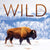 2024 Wild Wall Calendar