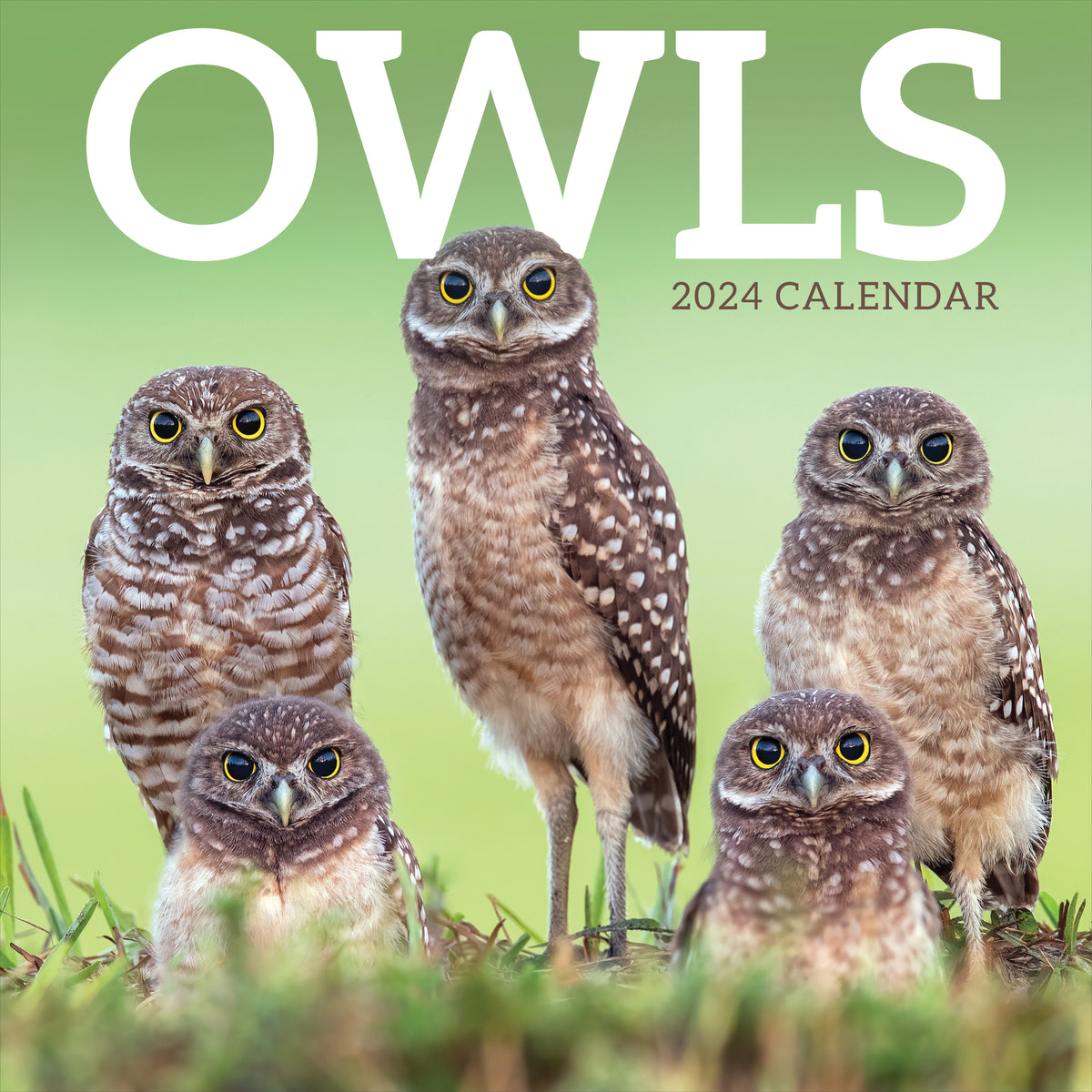 2024-owls-wall-calendar-tf-publishing-calendars-planners