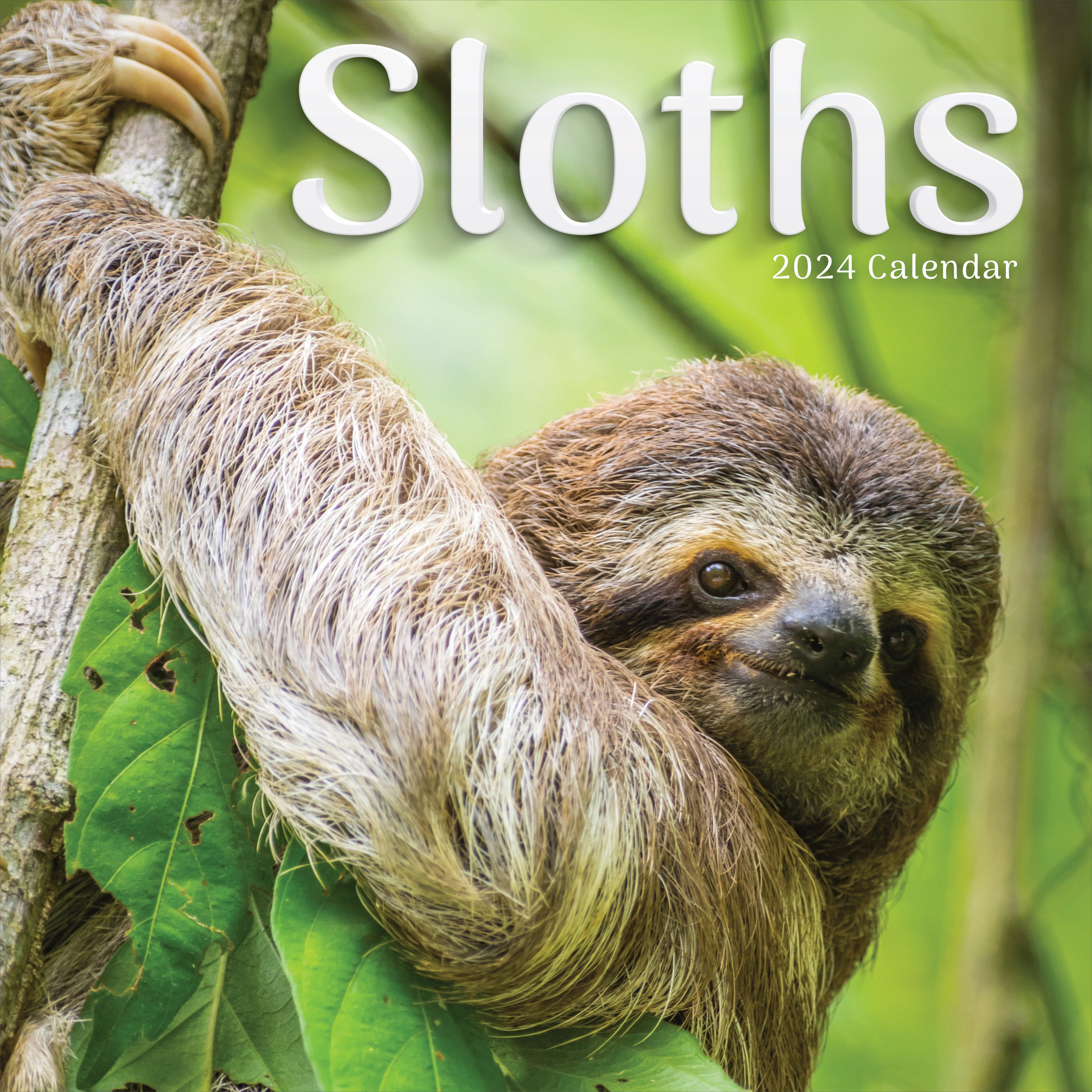 2024 Sloths Wall Calendar-1