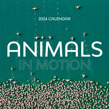 2024 Animals in Motion Wall Calendar