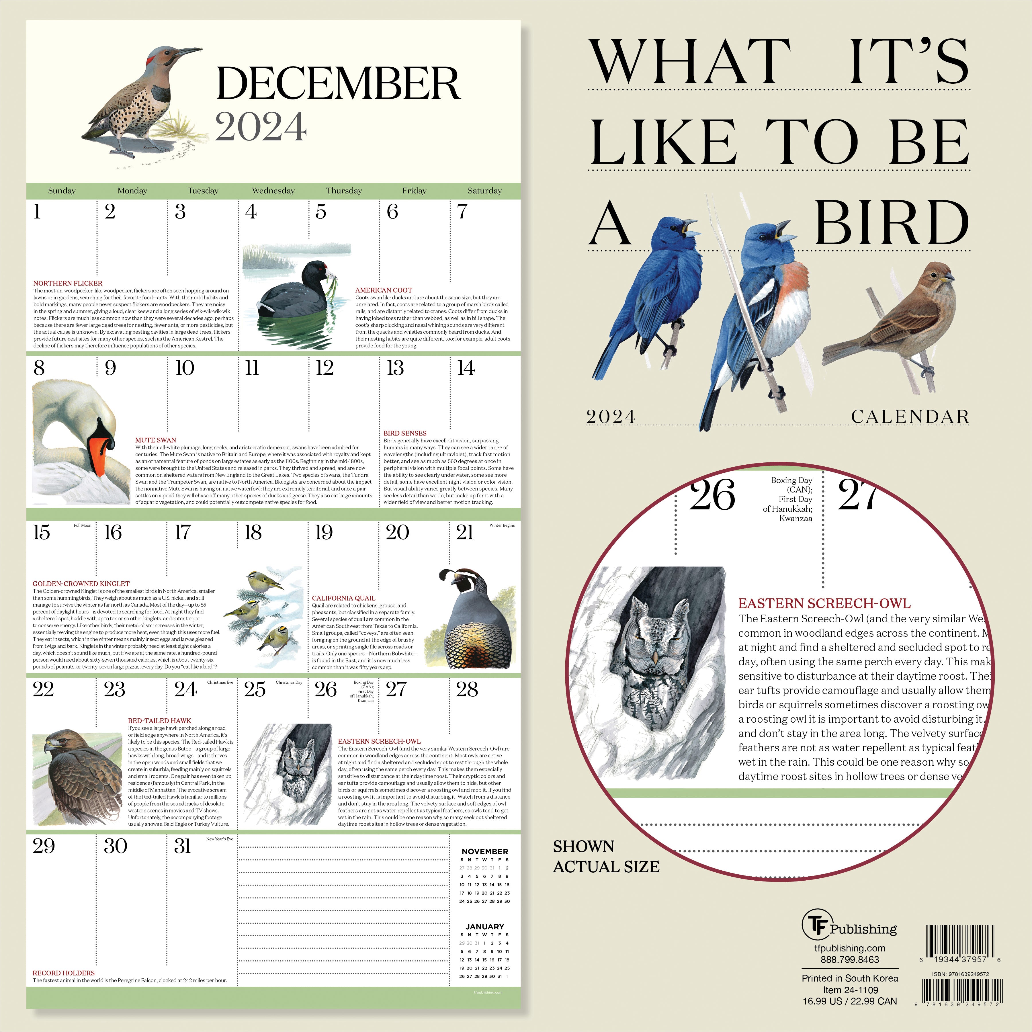2024 What It's Like To Be A Bird Wall Calendar-4