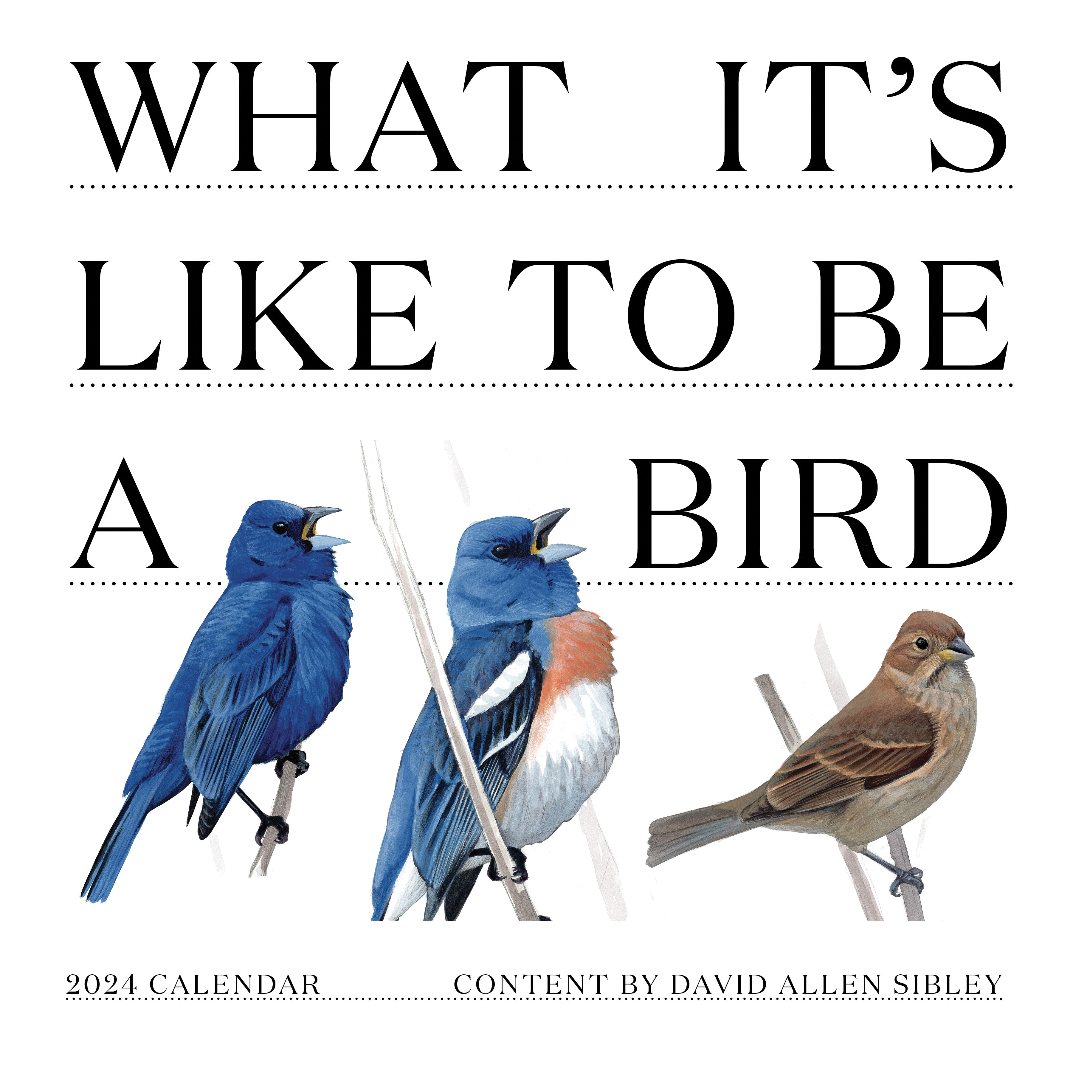 2024 What It's Like To Be A Bird Wall Calendar-1