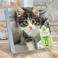 2024 Cat A Day Daily Desktop Calendar